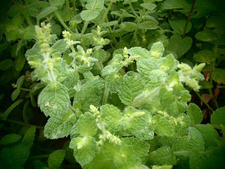 18866 / Mentha niliaca
